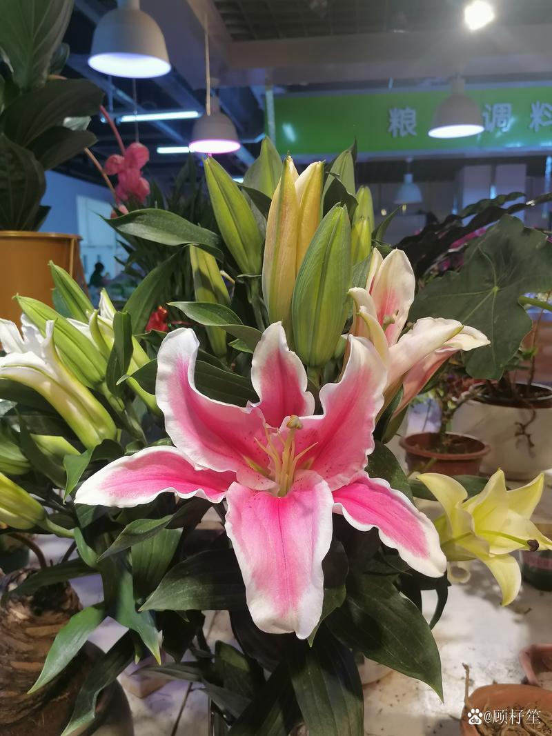 拜仁为避债务放弃夏窗豪购，理性经营是关键