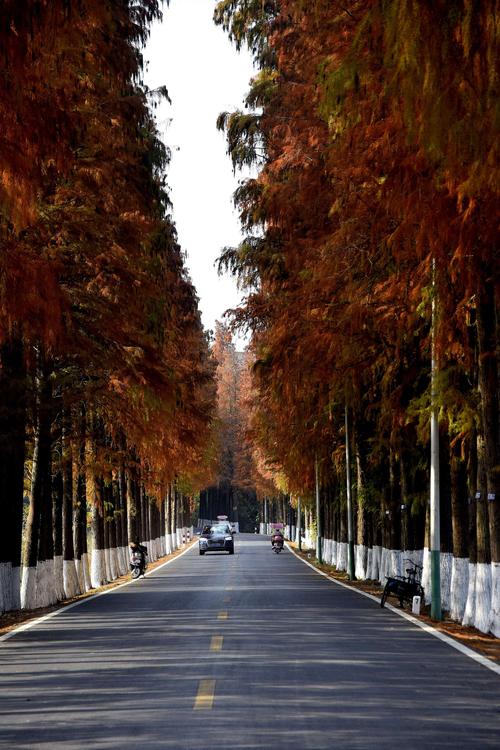重罚来袭！普雷斯蒂亚尼或禁赛10场以上，刑事诉讼同步调查